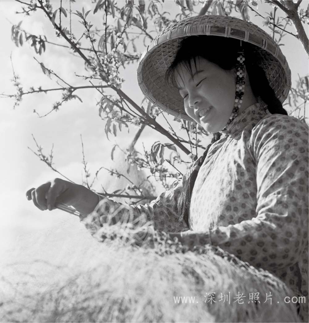 东山渔家女(1972)