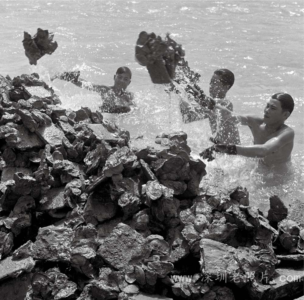 投放驳种一采蚝苗(1972)