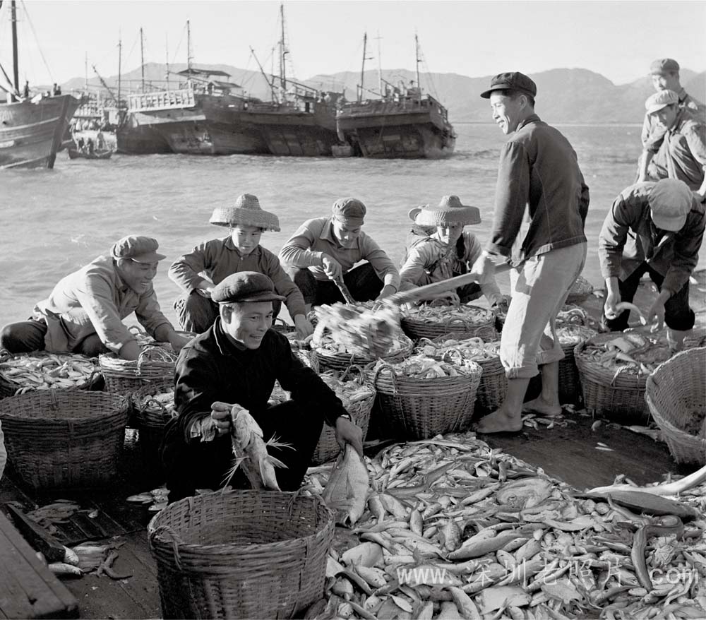 东山渔业大队打渔归来(1971)