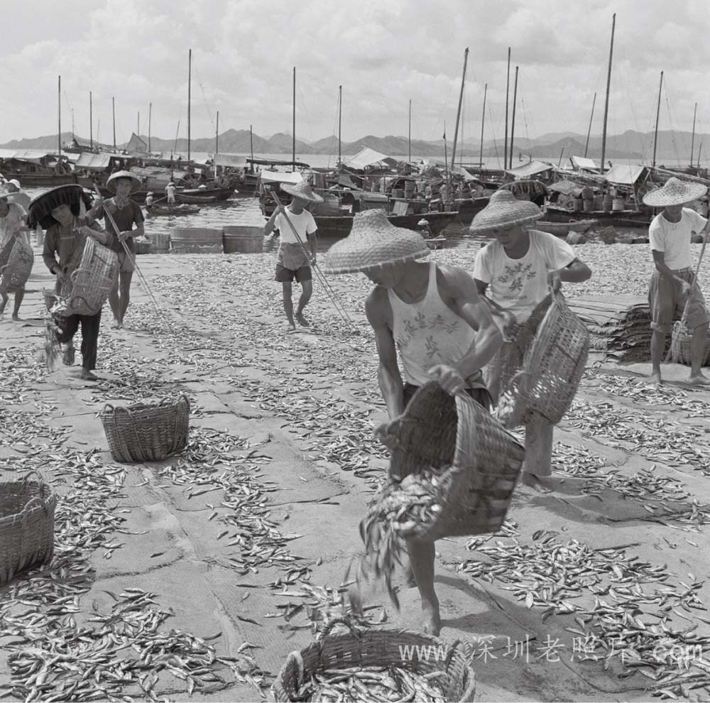 盐田晒鱼场(1960)