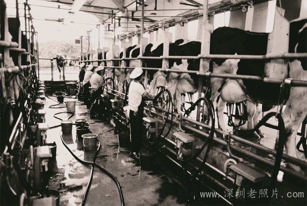 光明华侨畜牧场