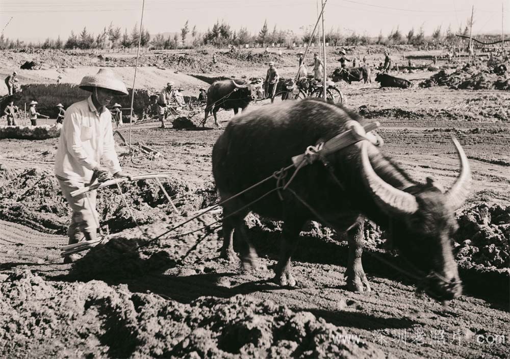 附城农民积极参加治理深圳河
