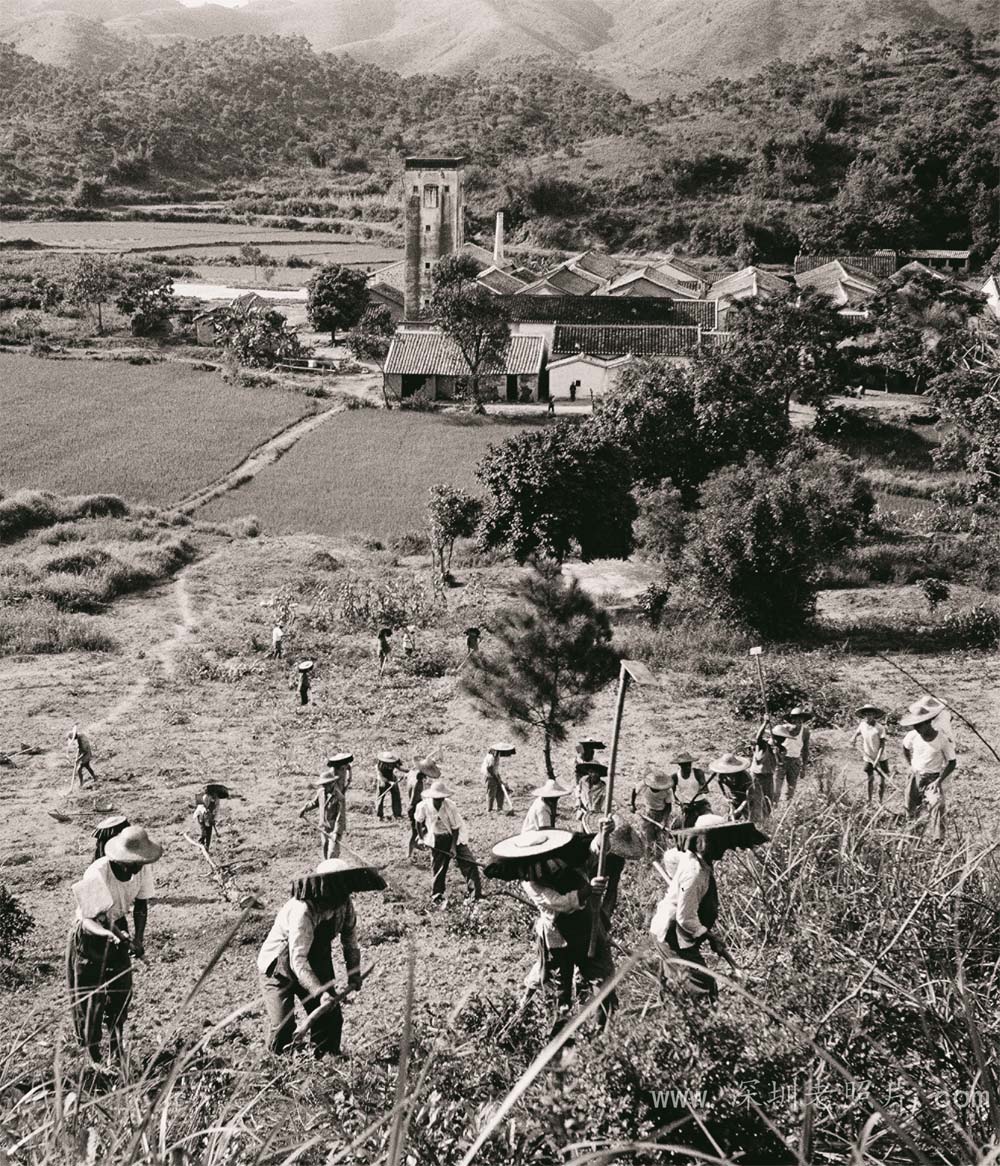 开荒种菠萝(上寮1975)