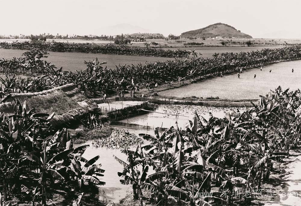 田基套种甘蔗、田边养鸭养鱼，千方百计增加社员收入(西乡)(1973)