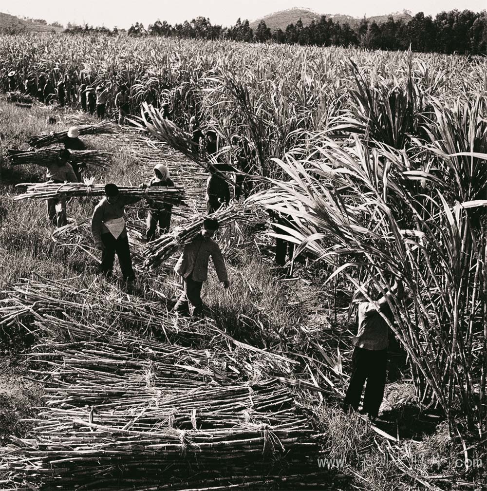 甘蔗丰收(1973)