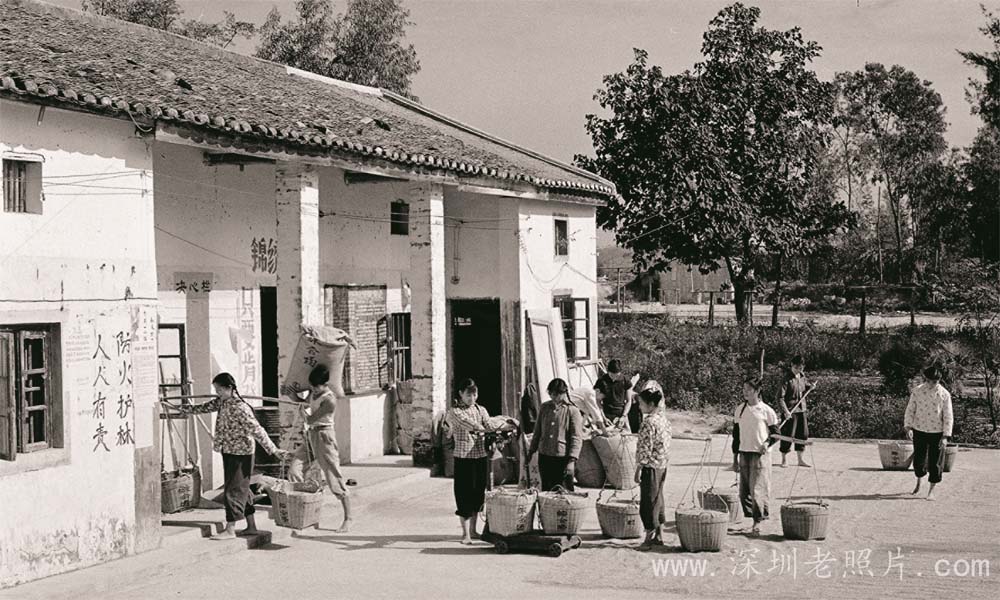 收获(龙岗知青场)