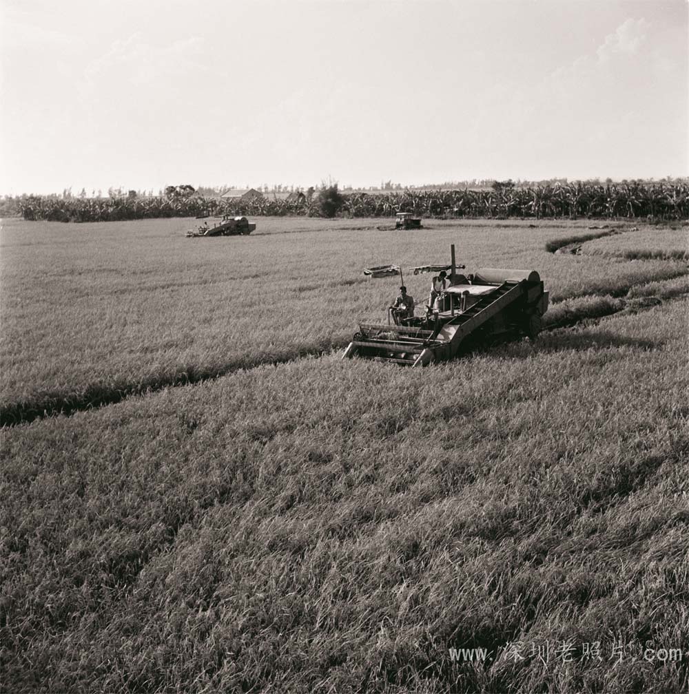 和平大队机械化收割(1971)(雷子源供稿)