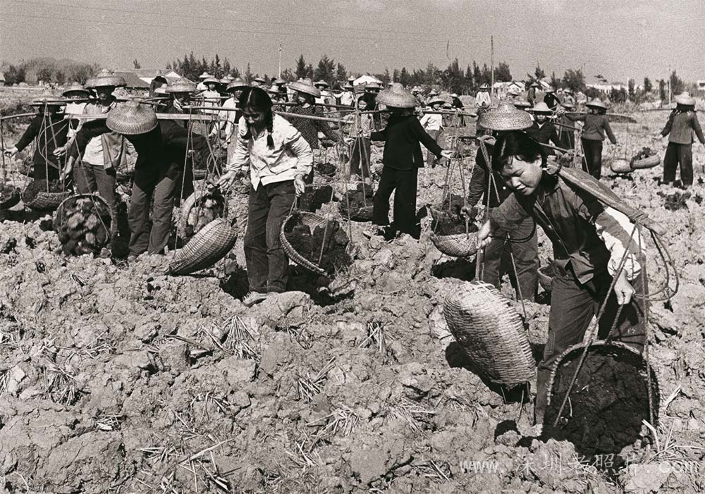 施肥改土(朝阳1975)