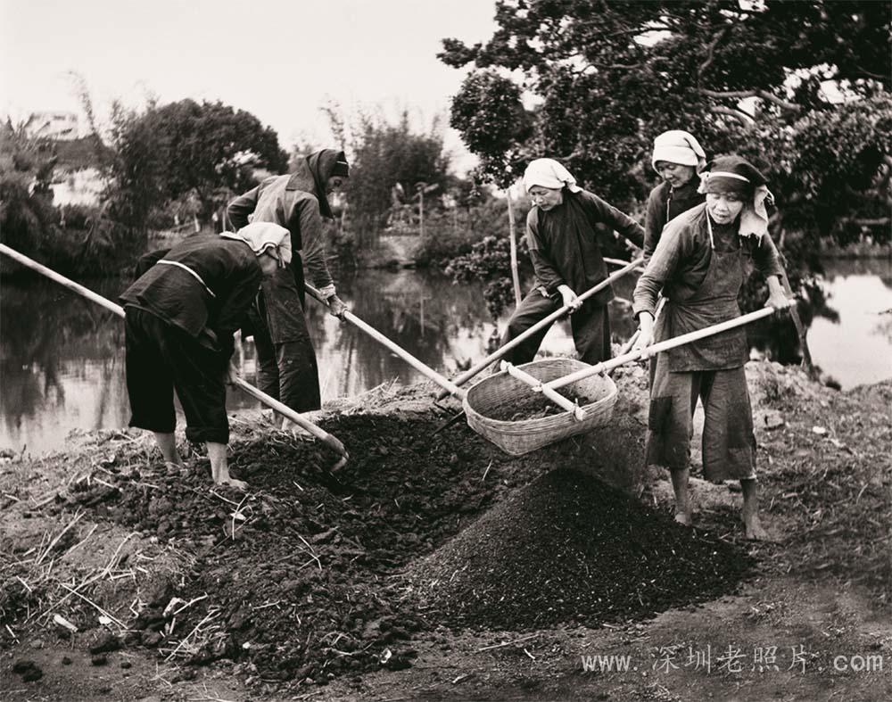 新生大队积肥(1975)