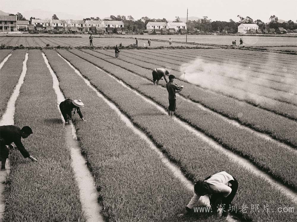 秧田(翻身1974)