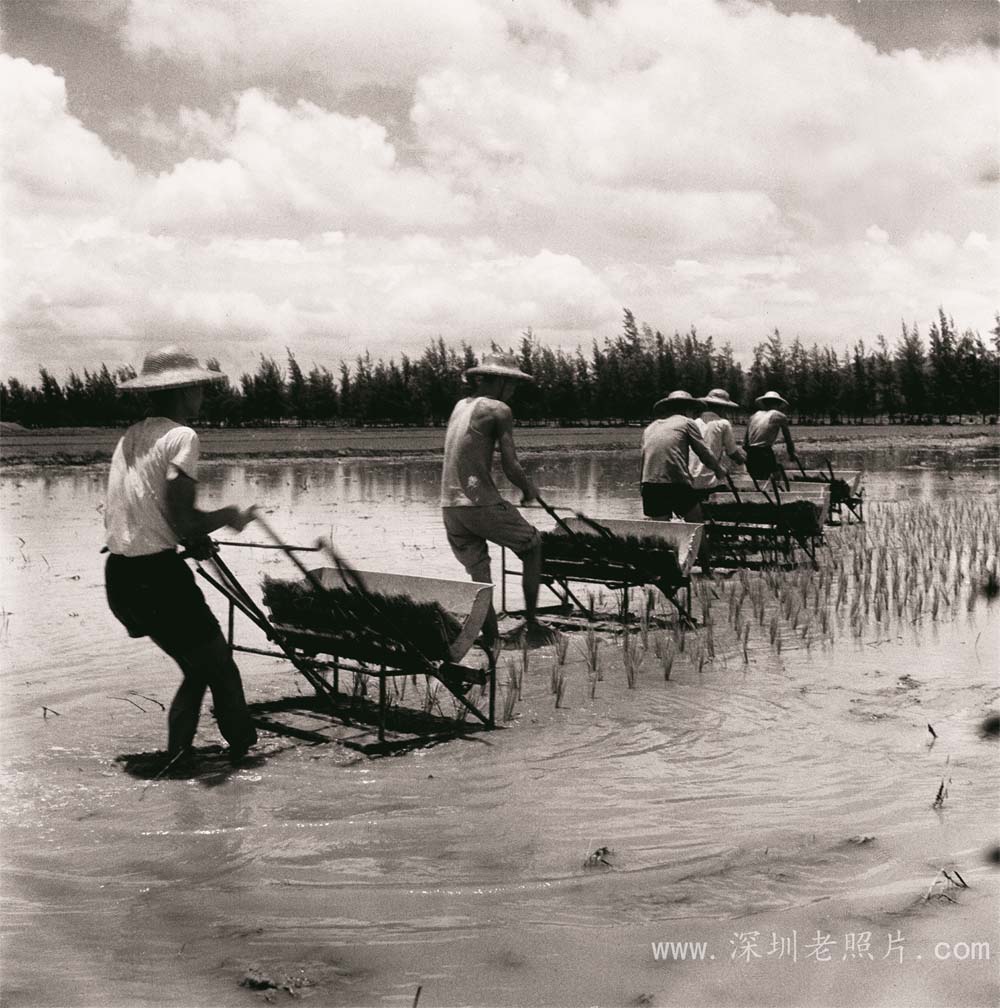 松岗插秧机培训(1974)