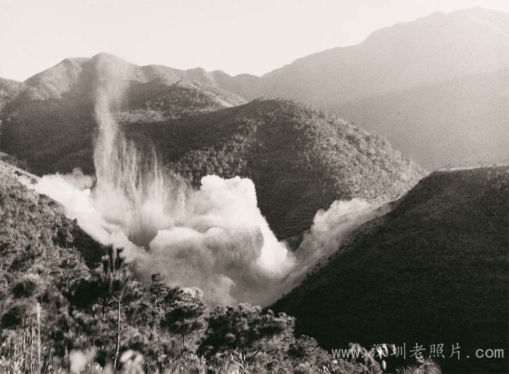 横岗西坑小坳水库工地的爆破声震醒沉睡亿万年的梧桐树（1972）