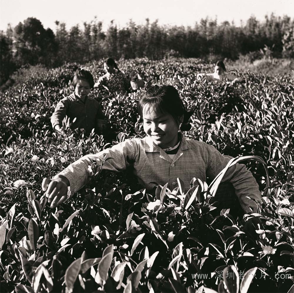 名优特产--云雾茶(三洲田 1972)