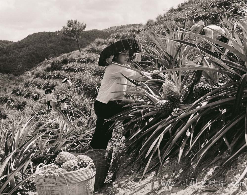 名优特产 --菠萝(石岩1972)