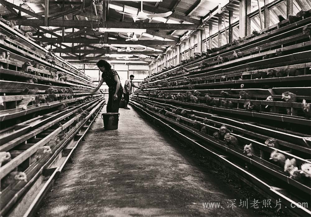 莲塘在境外办的鸡场