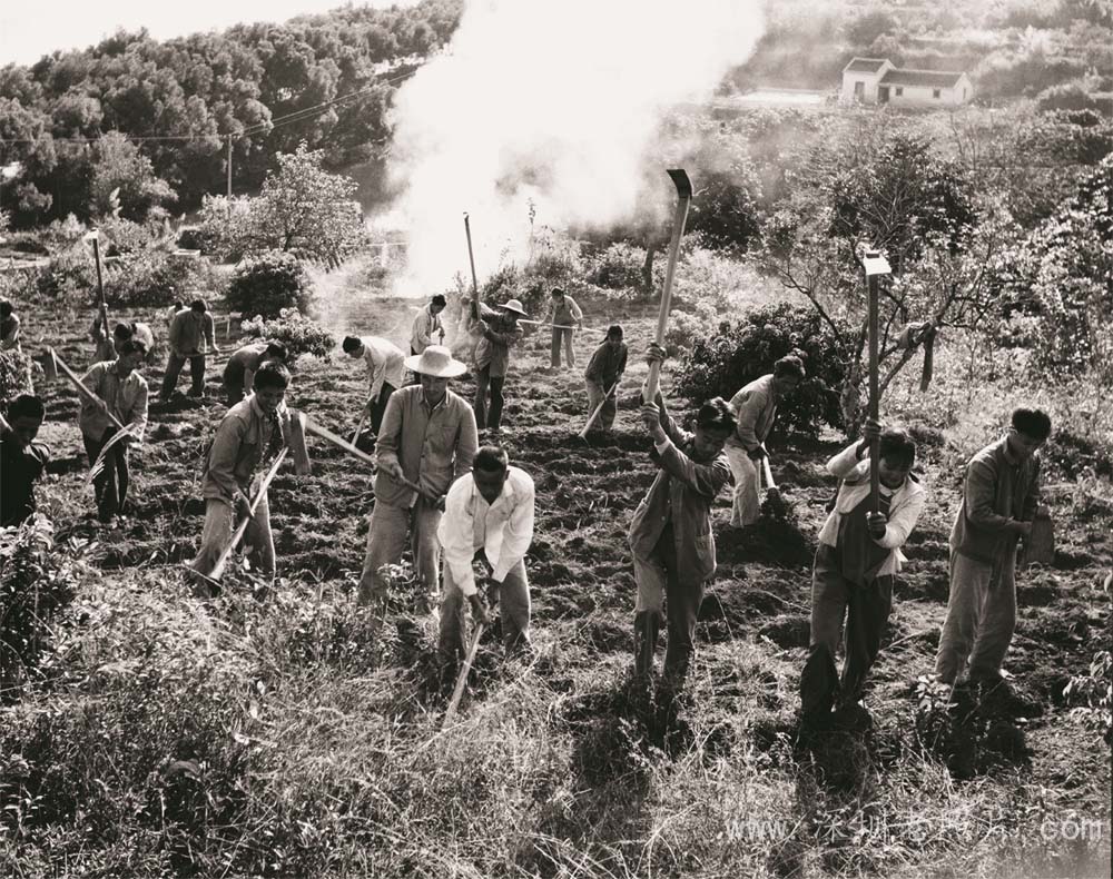 新村大队开荒建果场(1972)