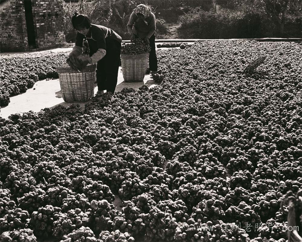 名优特产 --固戎蒜头(固戎 1971)