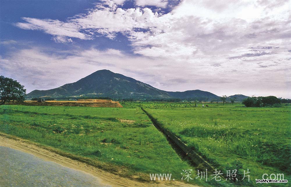 即将消失的蛇口农田（1980）