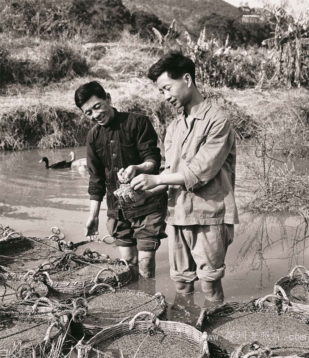 知青模范林超强(莲塘1973)