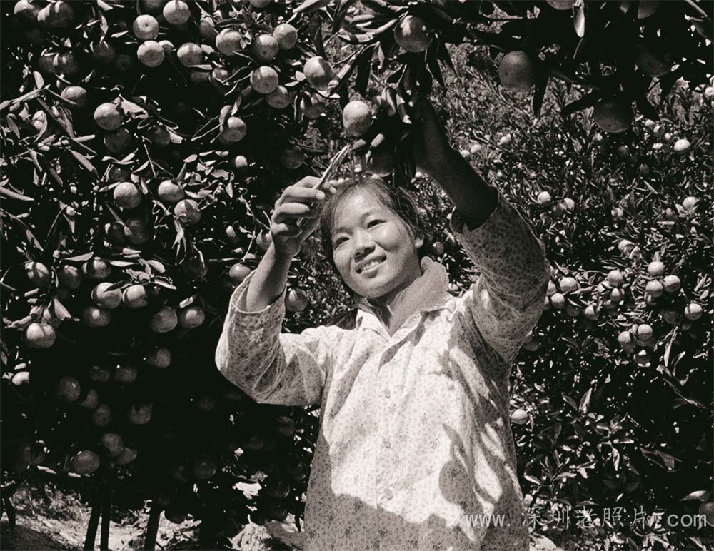 名优特产--金龟桔(坪山1976)