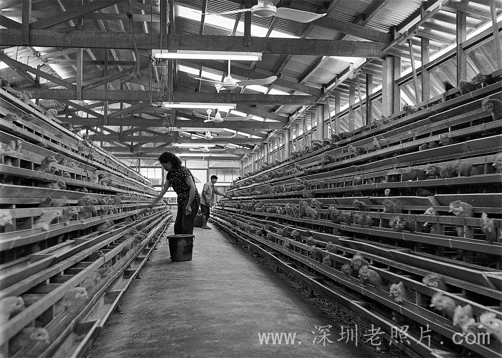 年出口20万只活鸡的第一个现代化养鸡场---莲塘养鸡场（1979）